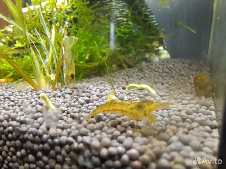 Креветочник