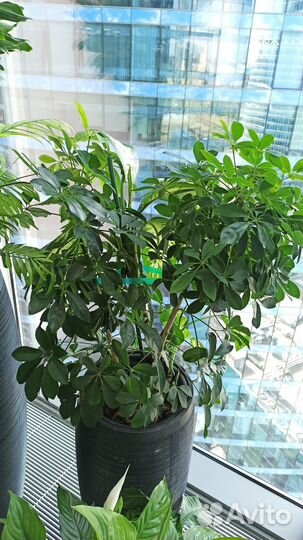 Консультации и подбор растений на участок и в дом