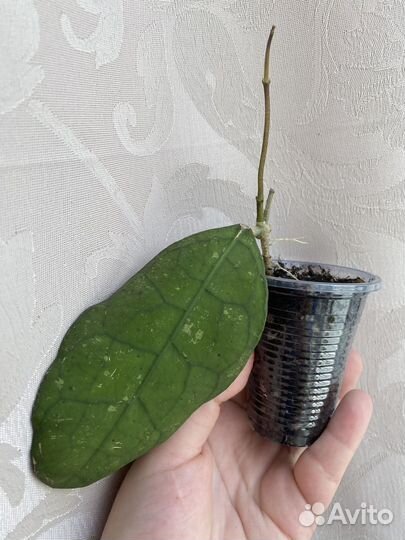 Хойя Лата Искандер, Клеменсиорум