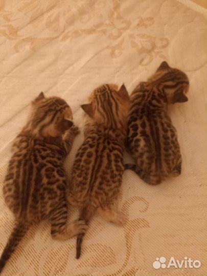 Бенгальские котята