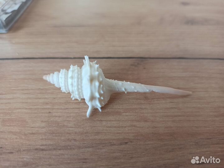 Морская раковина