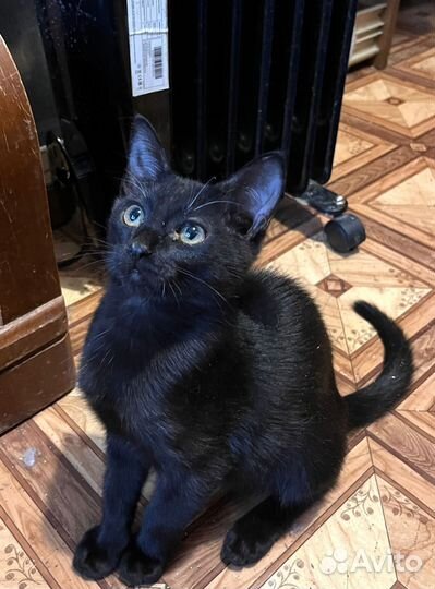 Котик, 4 месяца