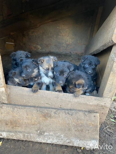 Помесь немецкой овчарки