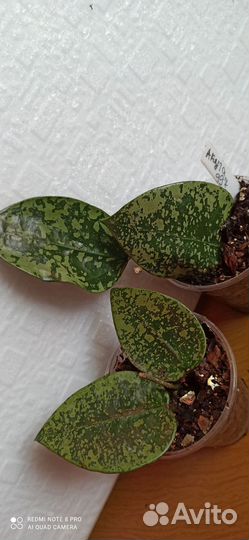 Редкие хойи.Davidcummingii