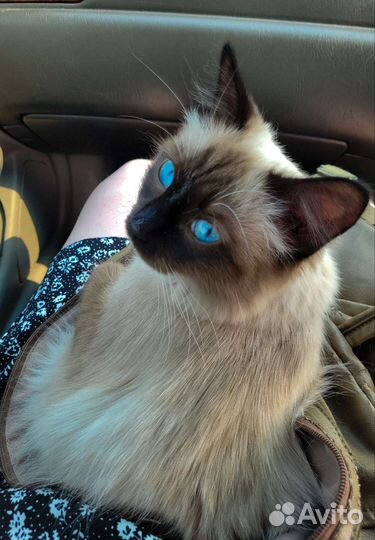 Сиамский котик