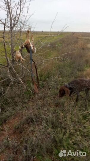 Курцхаар вязка