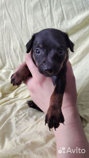 Той-терьер щенки