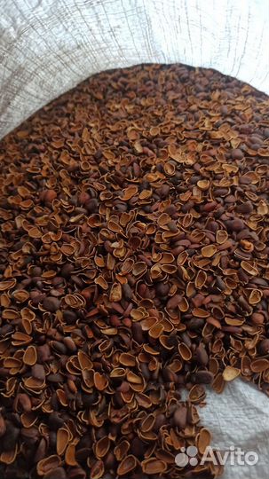 Скорлупа кедрового ореха