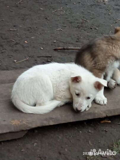 Отдам щенков в ответственные добрые руки