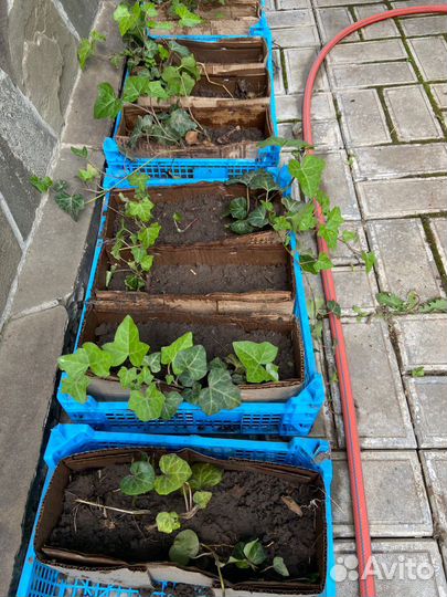 Плющ обыкновенный садовый