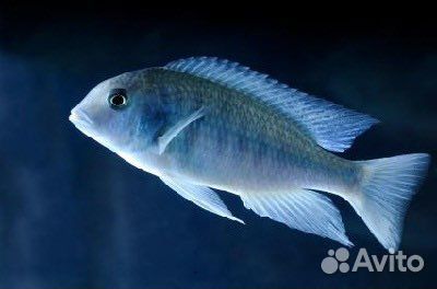 Рыба Попугай, Голубой дельфин