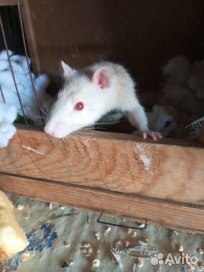 Декоративная крыса
