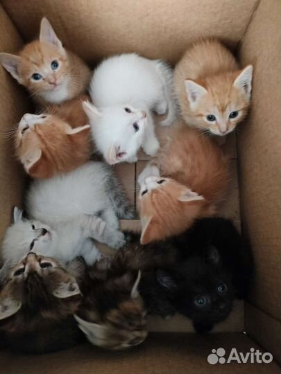 Котята в дар