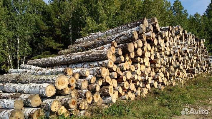 Береза кругляк