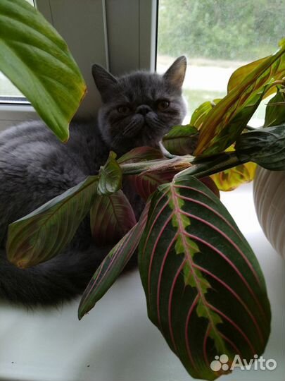 Экзотическая