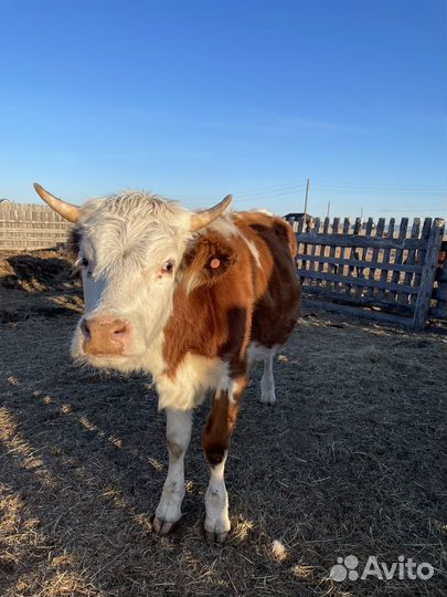 Обменяю быка на мотоцикл Racer Tourist