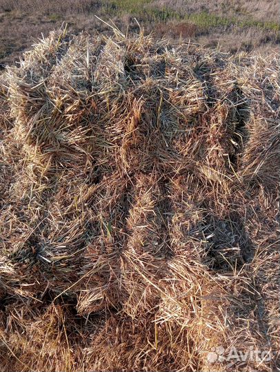 Продам сено в рулонах и тюки суданской травы