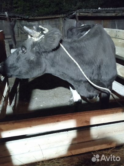 Голштинка чистая один отел