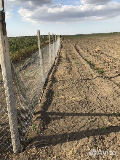 Новый плодоносящий яблоневый сад в Крыму