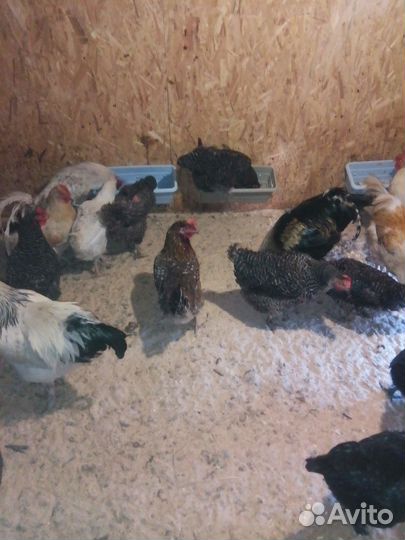 Куры несушки