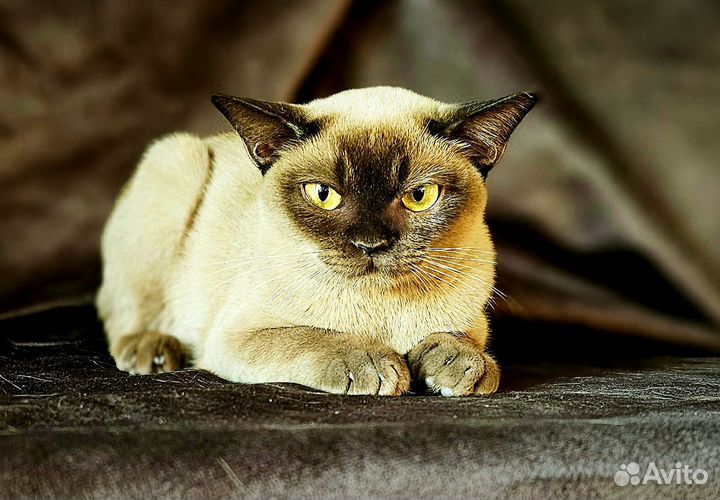 Кошечка Габби