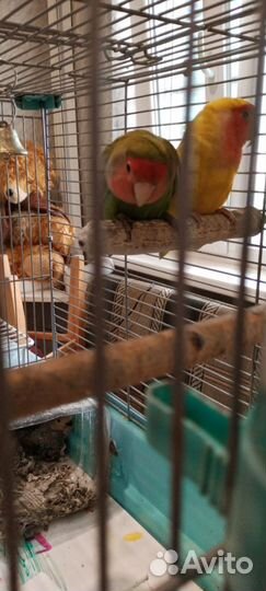 Попугай неразлучники с клеткой
