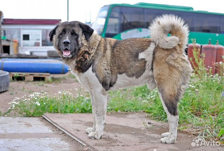 Метис акиты