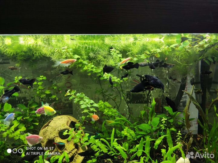 Мальки маланезии