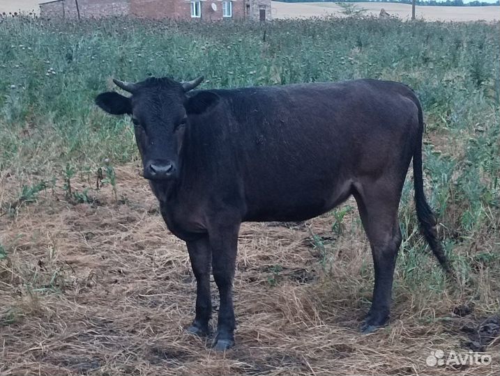 Телки и коровы на мясо