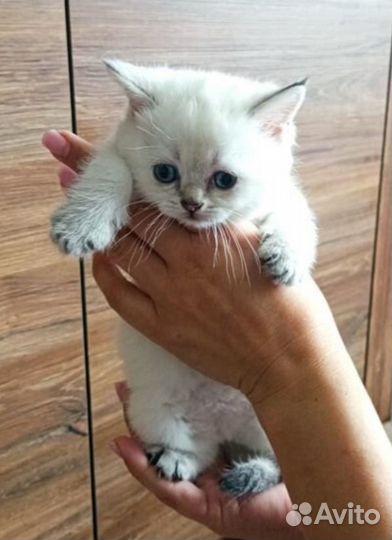 Шотландская