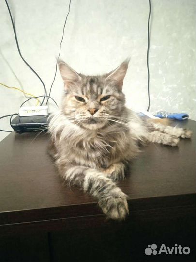 Вязка кошки мейн-кун