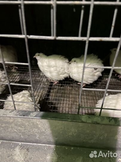 Продам индюшат