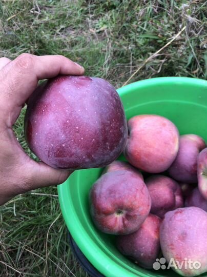 Яблоки Флорина