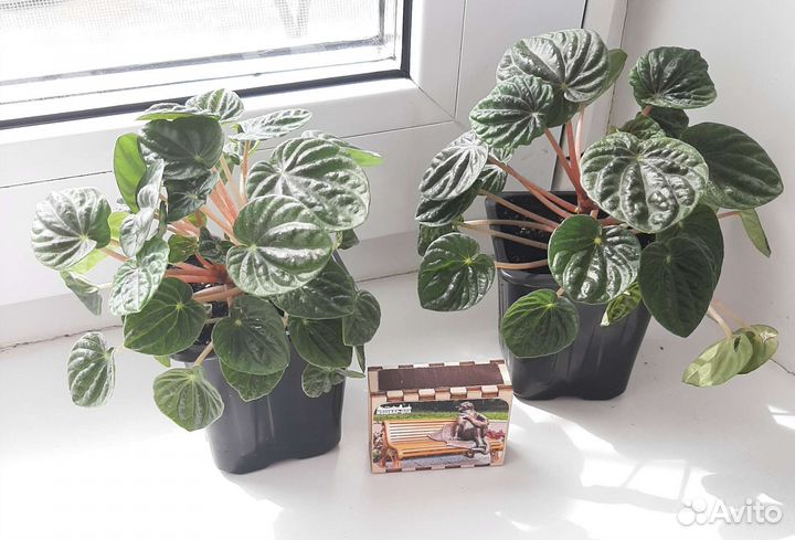 Комнатные растения цветы