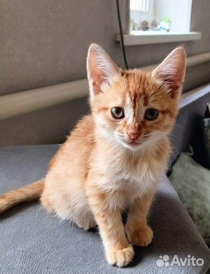 Кошка бесплатно, девочка