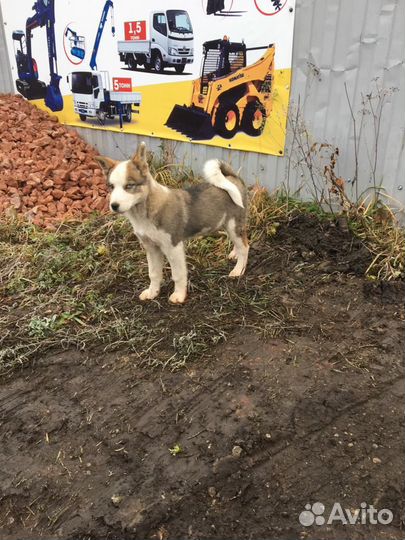 Щенки сибирской хаски девочка