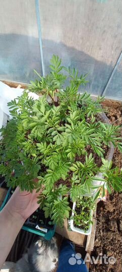 Рассада бархатцы