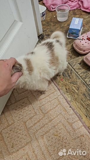 Отдам в добрые руки