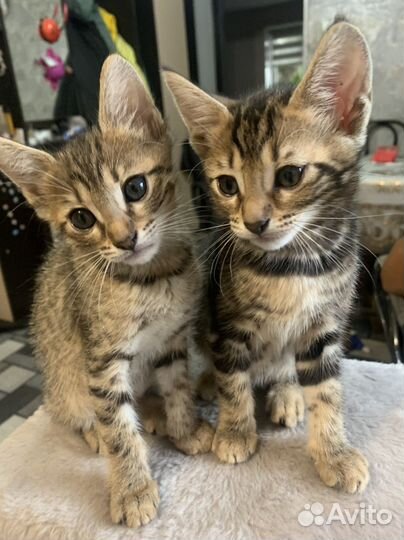 Бенгальские мраморные котята