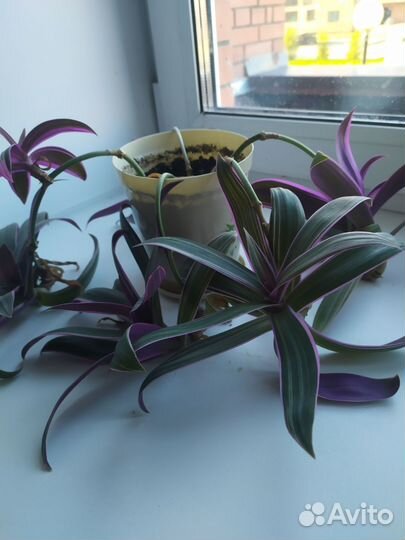 Традесканция рео