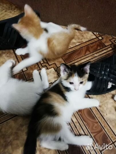 Отдам котят