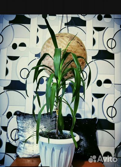 Пальма Маниока Юкка (Юка )