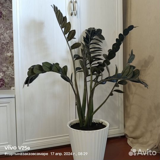 Цветы Замиокулькас черный Ворон