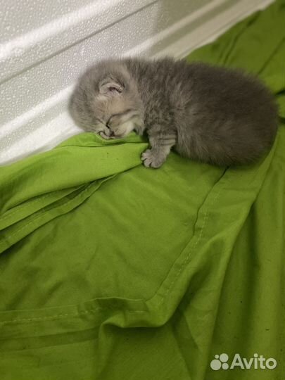 Шотландские котята