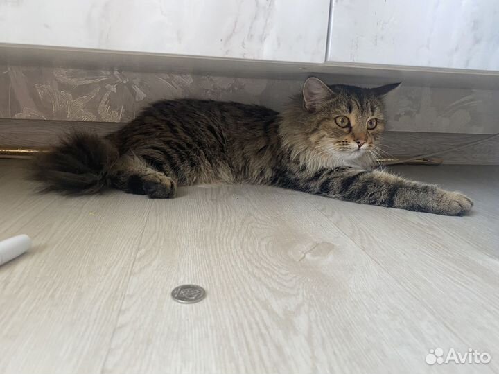 Кошка