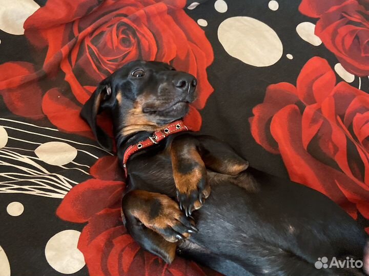 Собака Такса