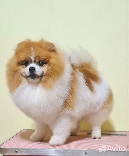 Шпиц груминг