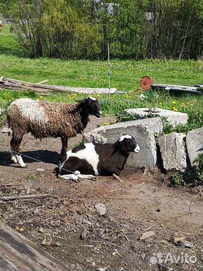 Овцы 50 % дорпер