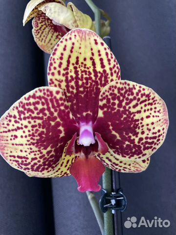 Орхидея фаленопсис Karin Aloha