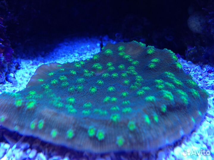 Коралл голливуд станер